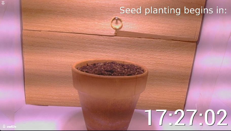 Day 0 screenshot of plant growth